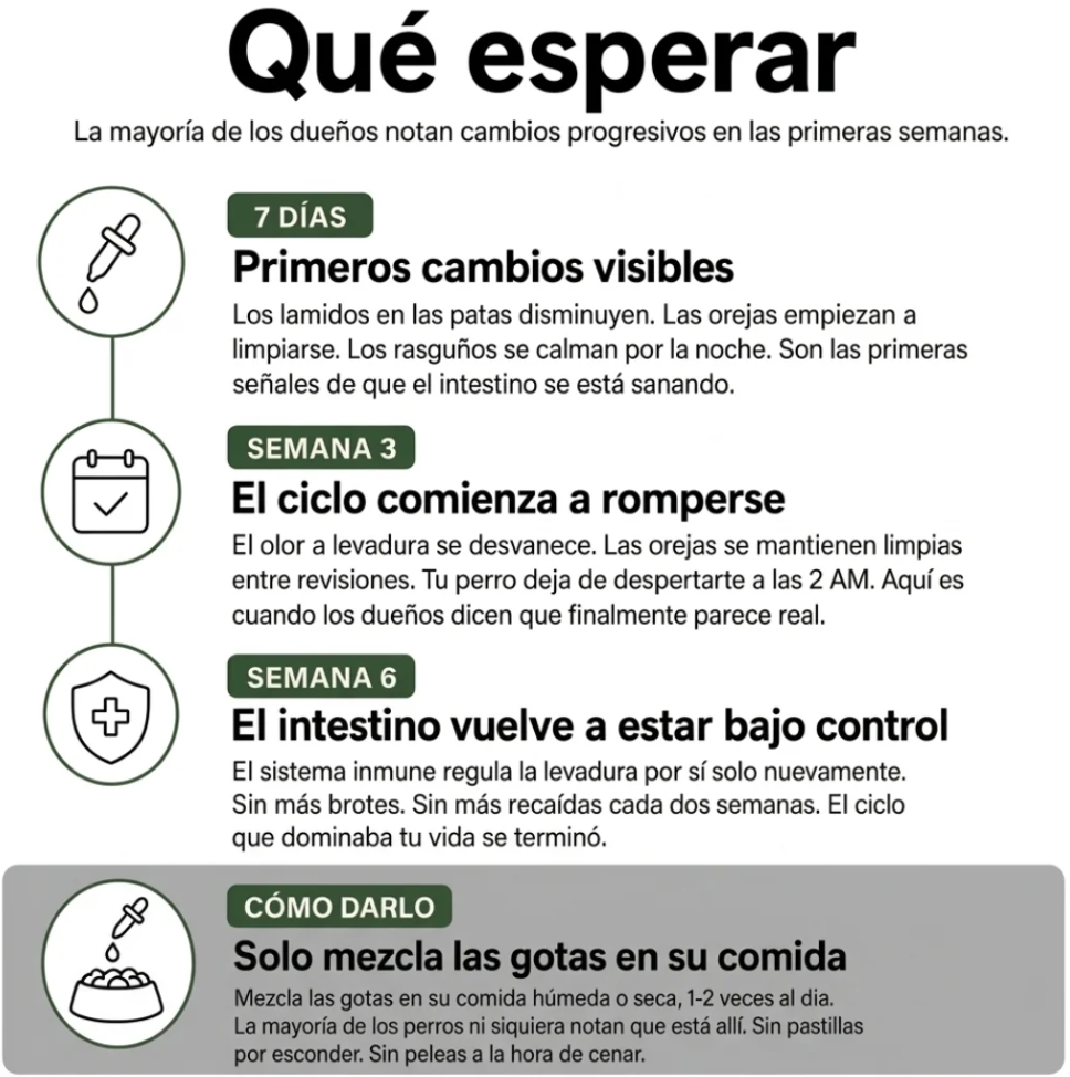 Fórmula Veterinaria Natural para Eliminar Hongos en Perros